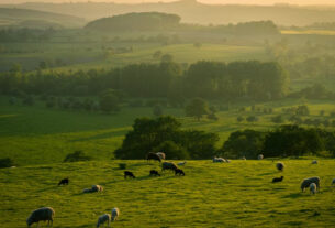 Campo