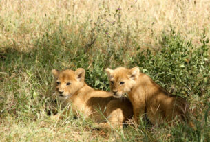 Crias de leones