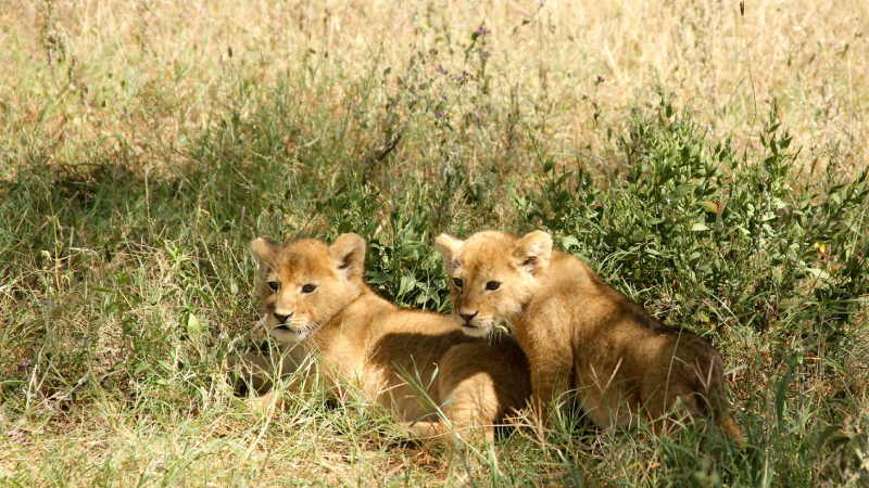 Crias de leones