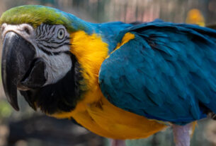 Loro