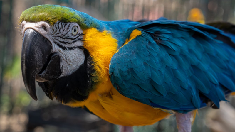 Loro