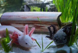 Ajolotes
