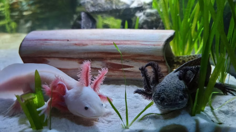 Ajolotes