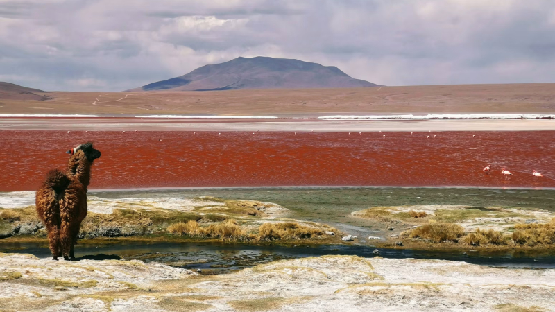 Pisos ecológicos de Bolivia